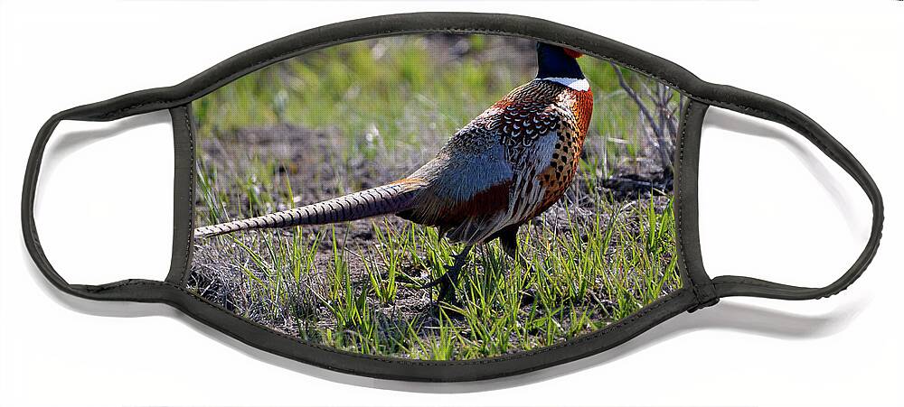 Denise Bruchman Face Mask featuring the photograph Ring-necked Pheasant - Malheur Stroll by Denise Bruchman