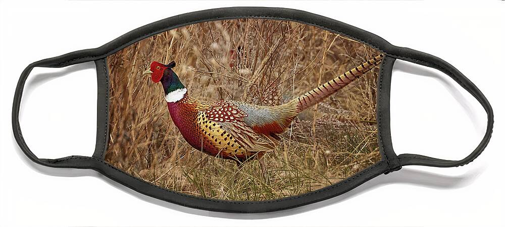 Pheasants Face Mask featuring the photograph Ring Necked Pheasant by Susan Rissi Tregoning
