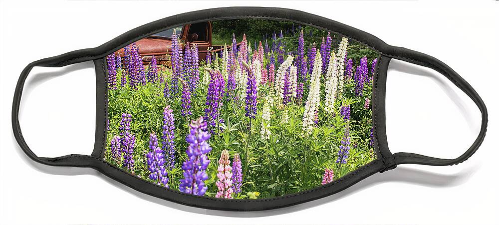 Lupines Face Mask featuring the photograph Roadside Attraction by Holly Ross