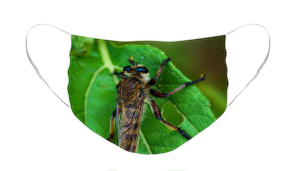 Macro Face Mask featuring the photograph Robber Fly 1 by Jeff Phillippi