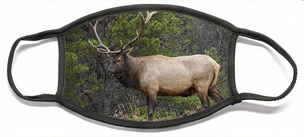 Colorado Face Mask featuring the photograph Rocky Mountain National Park Bull Elk by John Vose