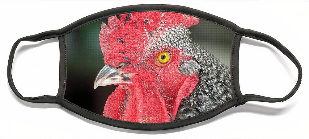 Chicken Face Mask featuring the photograph Rooster Named Brute by Troy Stapek