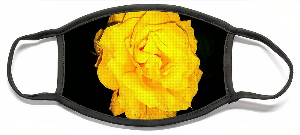 Yellow Rose Face Mask featuring the photograph Rose of Glory by Trent Jackson