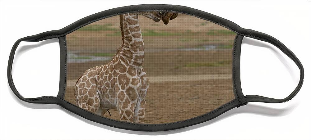 Mp Face Mask featuring the photograph Rothschild Giraffe Giraffa by San Diego Zoo