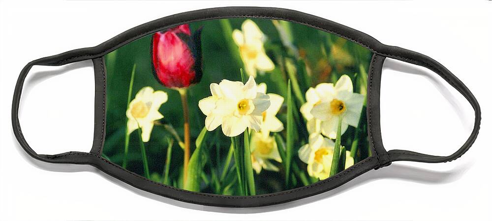 Tulips Face Mask featuring the photograph Royal Spring by Steve Karol