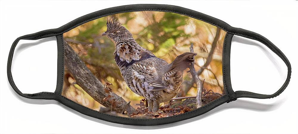Wildlife Face Mask featuring the photograph Ruffed Grouse Partridge -9211 by Norris Seward