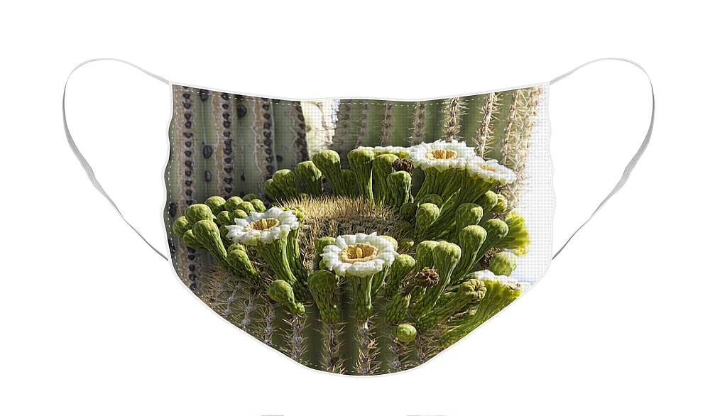 Arizona Face Mask featuring the photograph Saguaro Cactus Bloom by James BO Insogna
