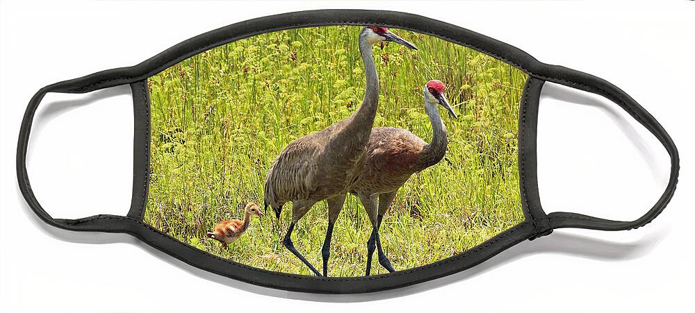 Sandhill Cranes Face Mask featuring the photograph Sandhill Crane Family by Carol Groenen