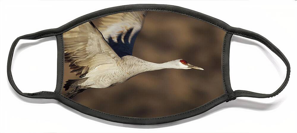 00173818 Face Mask featuring the photograph Sandhill Crane Flying Bosque Del Apache by Tim Fitzharris
