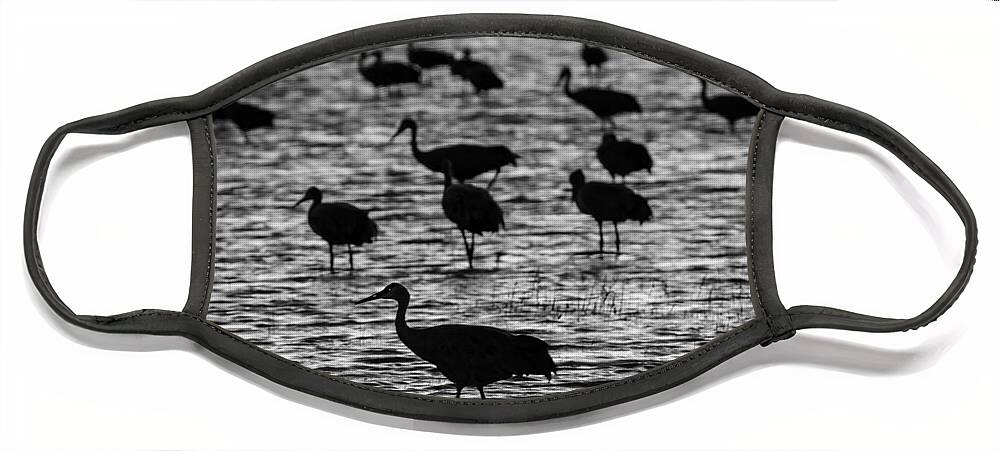 Sandhill Cranes Face Mask featuring the photograph Sandhill Cranes in Black and White No. 2 by John Greco