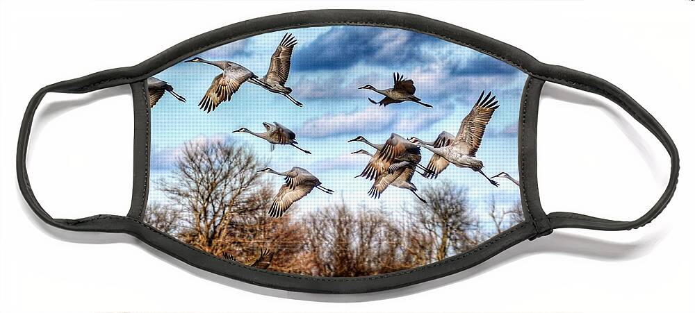 Sandhill Cranes Face Mask featuring the photograph Sandhill Cranes by Sumoflam Photography