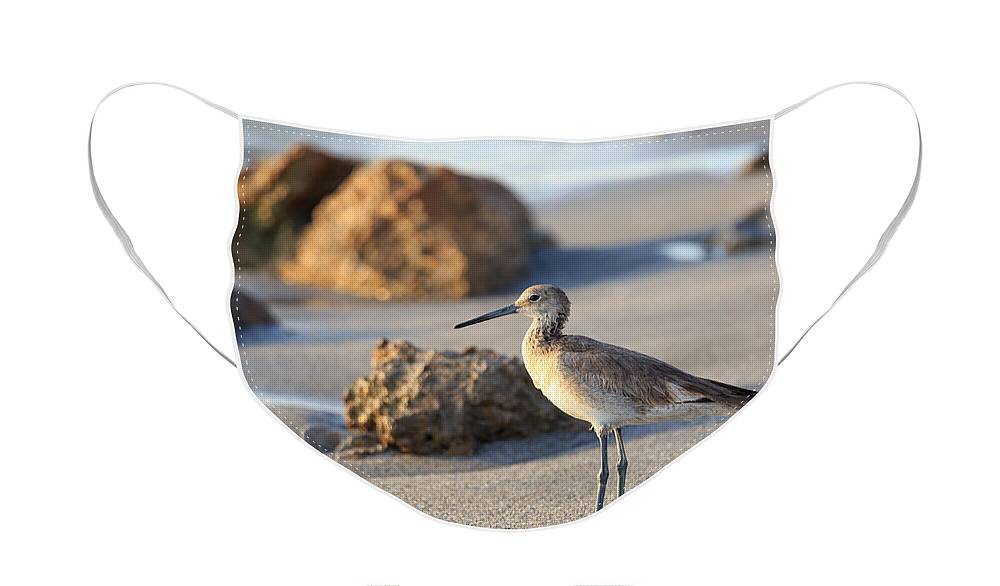 Florida Face Mask featuring the photograph Sandpiper by Paul Schultz