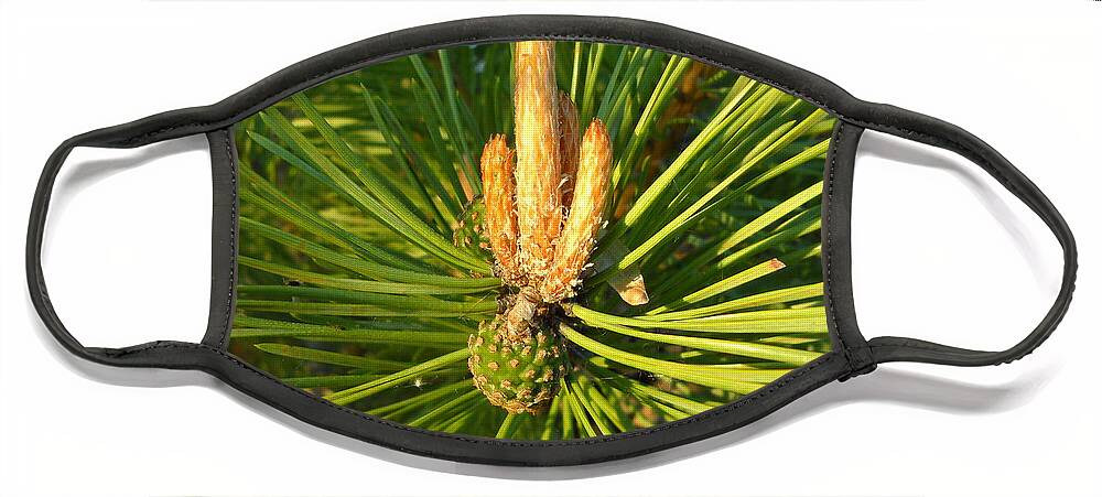 Scotch Pine Face Mask featuring the photograph Scotch Pine cone and candles by Kent Lorentzen