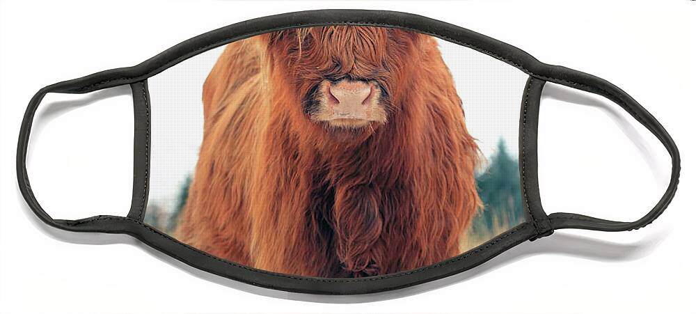 Highland Cattle Face Mask featuring the photograph Scottish Red Highland Coo by Maria Gaellman