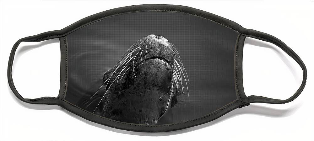 Wildlife Face Mask featuring the photograph Sea Lion V BW by David Gordon