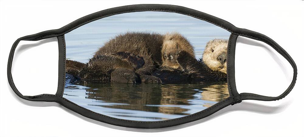 00429658 Face Mask featuring the photograph Sea Otter Mother And Pup Elkhorn Slough by Sebastian Kennerknecht