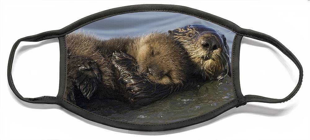 00438549 Face Mask featuring the photograph Sea Otter Mother With Pup Monterey Bay by Suzi Eszterhas