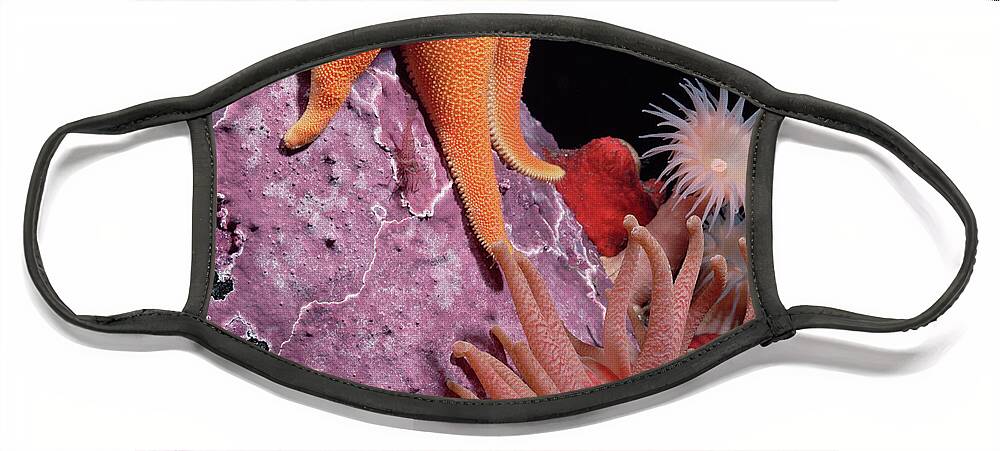 Mp Face Mask featuring the photograph Sea Star and Anemones Baffin Isl by Flip Nicklin