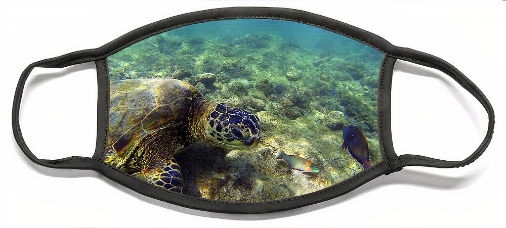 Sea Turtle Face Mask featuring the photograph Sea Turtle #1 by Anthony Jones