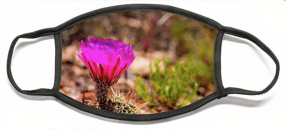 Arizona Face Mask featuring the photograph Sedona Cactus Flower by Raul Rodriguez