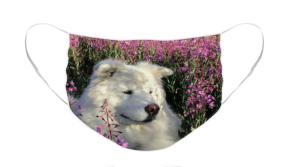 Samoyed Face Mask featuring the photograph Shadows by Fiona Kennard