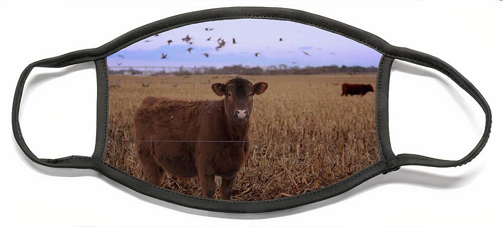 Calf Face Mask featuring the photograph Share the Corn 3 by Susan Rissi Tregoning