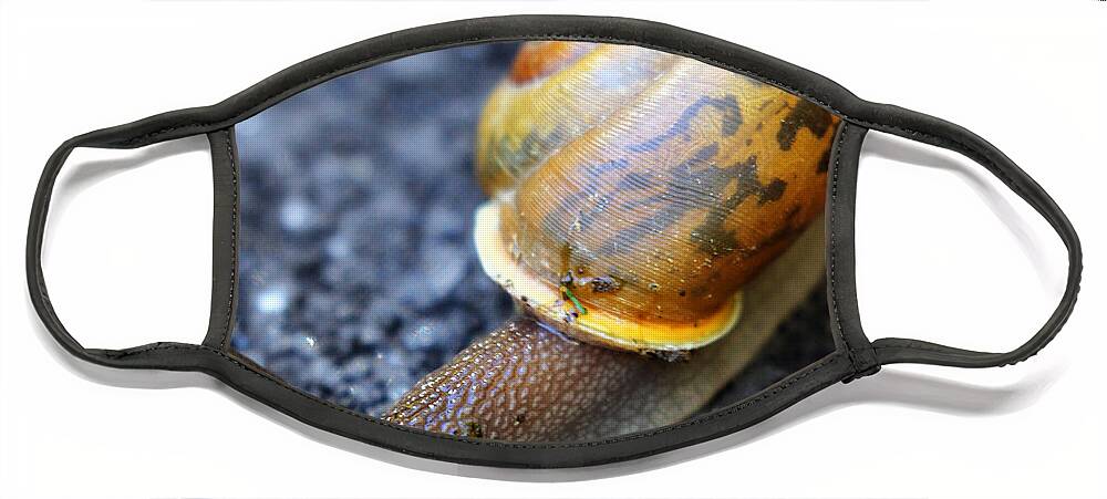 Snail Face Mask featuring the photograph Shell Shock by Jennifer Robin