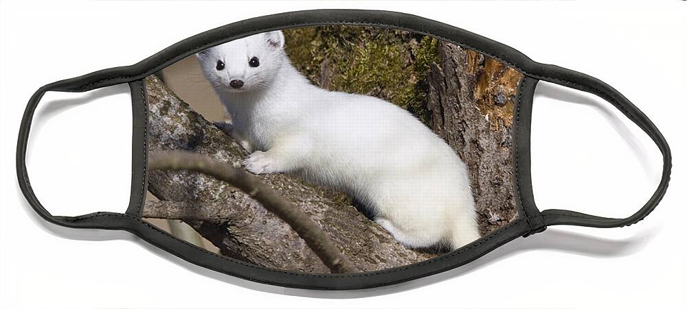 Mp Face Mask featuring the photograph Short-tailed Weasel Mustela Erminea by Konrad Wothe