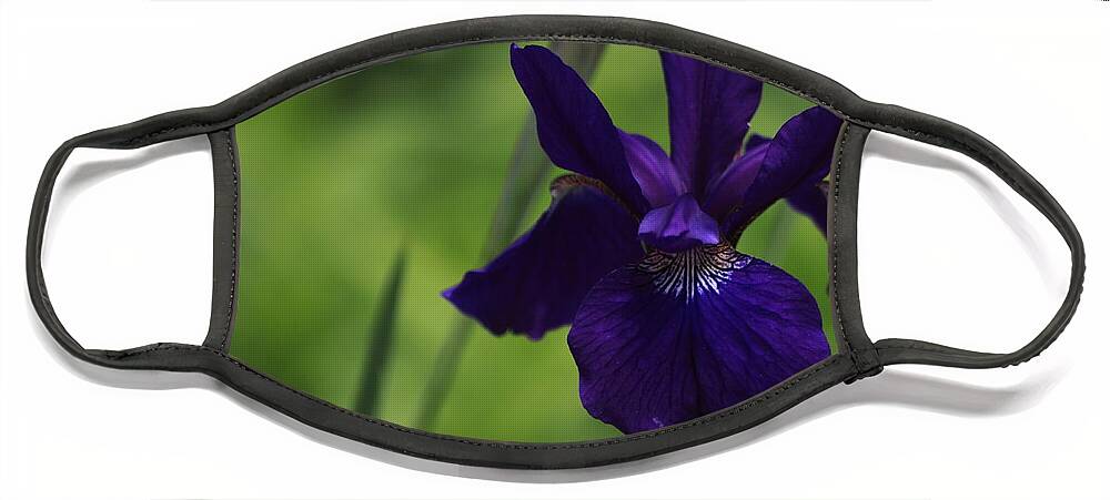 Siberian Iris Face Mask featuring the photograph Siberian Iris by Patrick Dablow