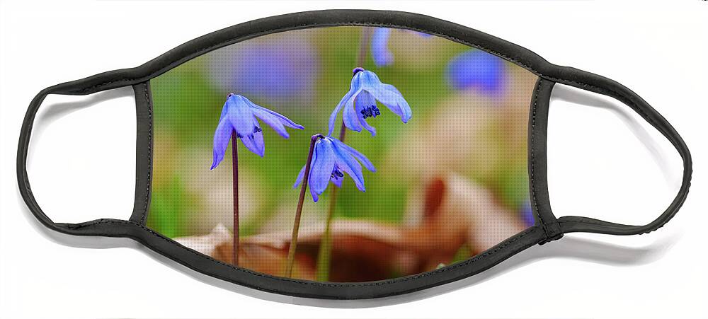 Scilla Siberica Face Mask featuring the photograph Siberian Squills in Austin Gardens by Todd Bannor