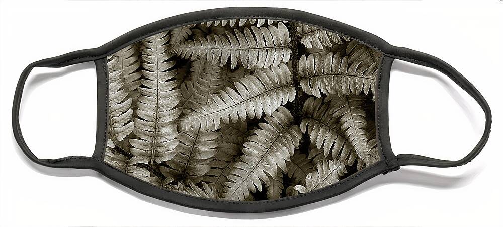 Ferns Face Mask featuring the photograph Silvery Ferns by David Gordon