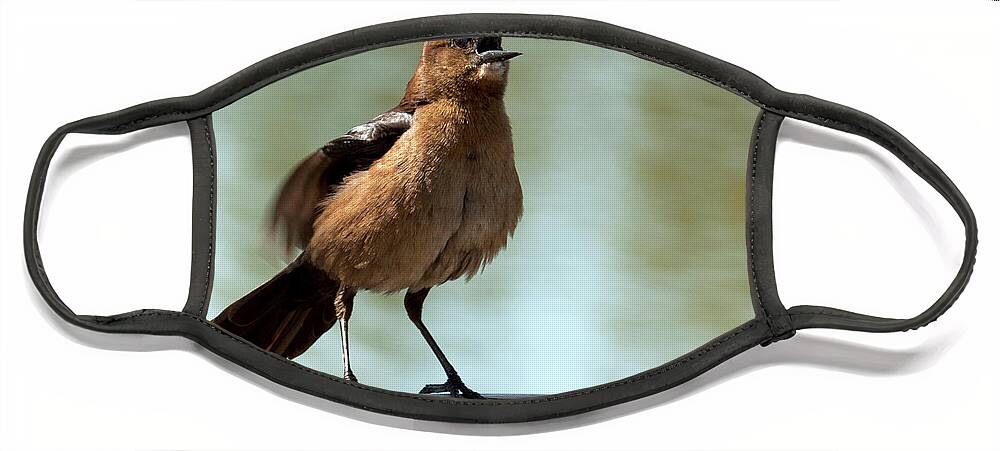 Boat-tailed Grackle Face Mask featuring the photograph Sing Out Loud by Meg Rousher