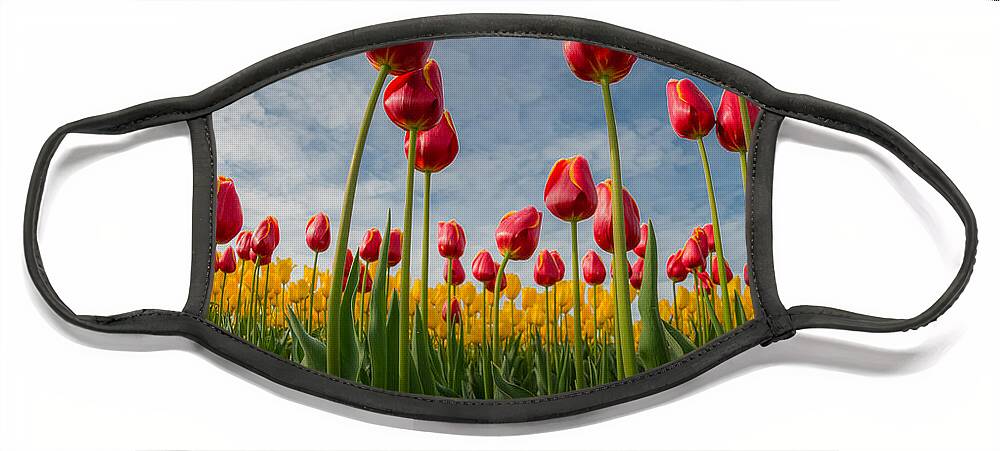 Tulips Face Mask featuring the photograph Skagit Valley Spring Joy by Dan Mihai