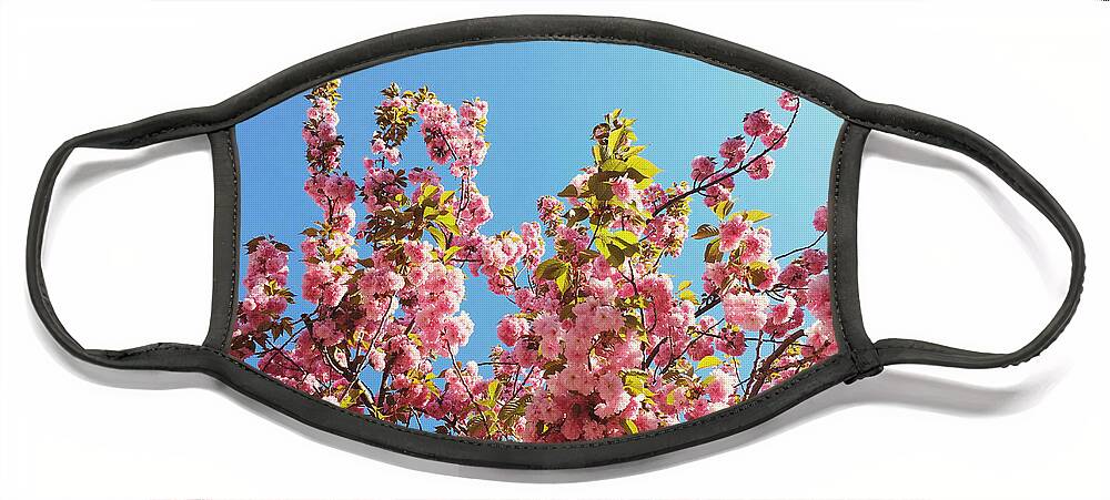 Cherry Blossoms Face Mask featuring the photograph Sky Blooms by Onedayoneimage Photography