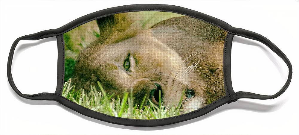 Lions Face Mask featuring the photograph Sleeoing Lioness by Lawrence Knutsson