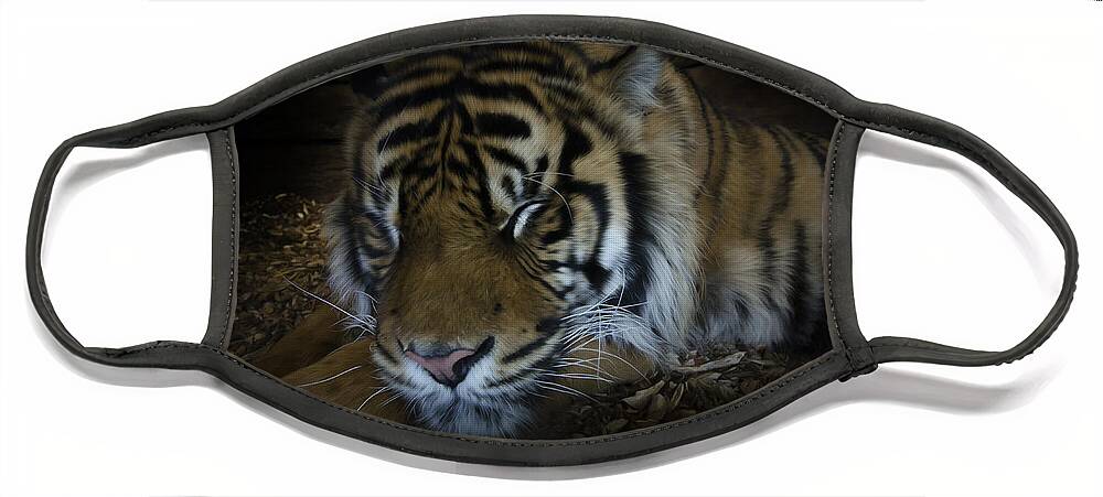 Sumatran Tiger Face Mask featuring the photograph Sleeping tiger painterly by Steev Stamford