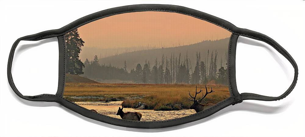 Elk Face Mask featuring the photograph Smokey Elk Crossing by Wesley Aston
