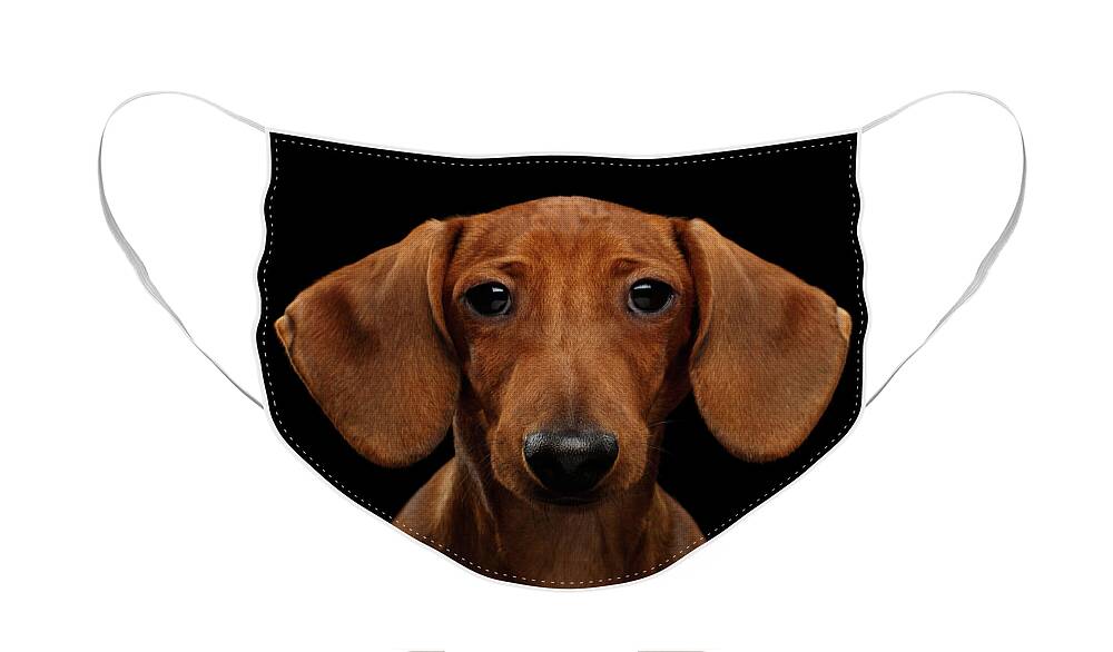 Smooth-haired Face Mask featuring the photograph Smooth-haired Dachshund by Sergey Taran