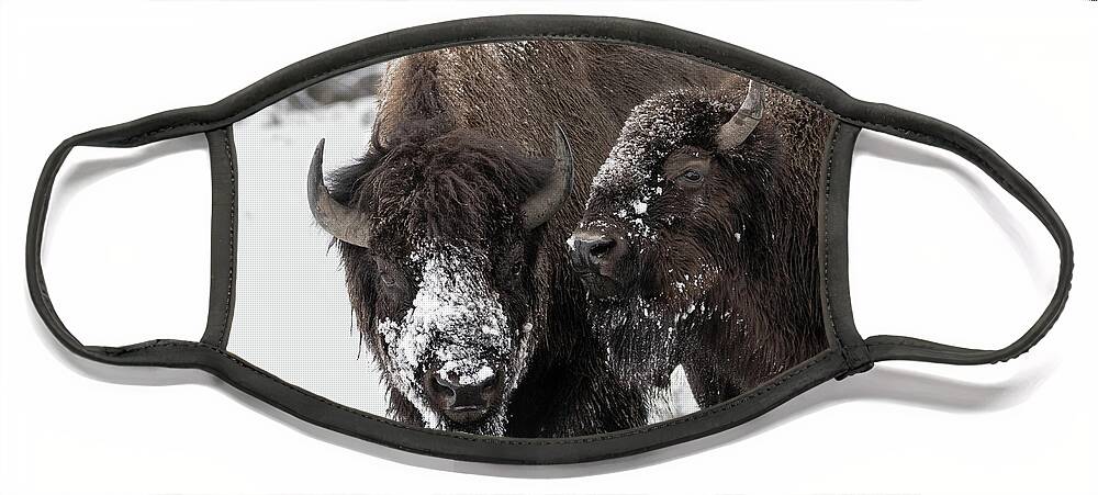 Bison Face Mask featuring the photograph Snow Blown by Ronnie And Frances Howard