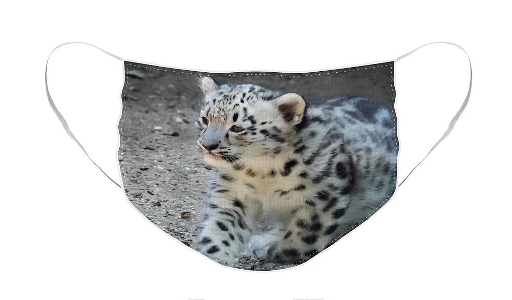 Terry D Photography Face Mask featuring the photograph Snow Leopard Cub by Terry DeLuco