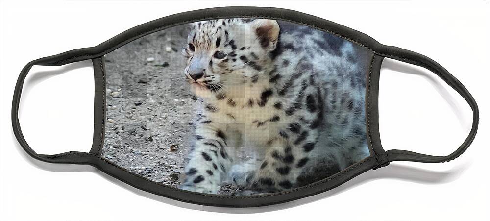 Terry D Photography Face Mask featuring the photograph Snow Leopard Cub by Terry DeLuco