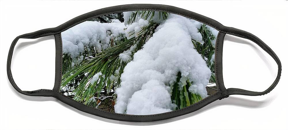 Snow Face Mask featuring the photograph Snow on Evergreen Branch by Vic Ritchey