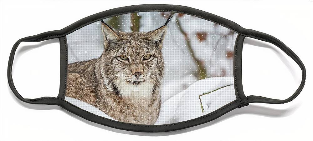Eurasian Lynx Face Mask featuring the photograph Snowy Lynx by Eva Lechner