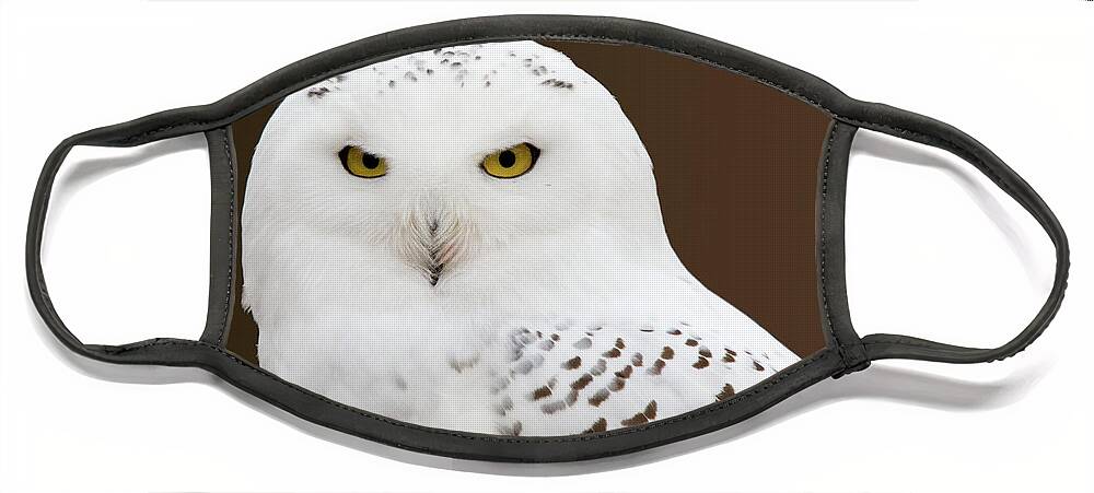 Snowy Owl Face Mask featuring the photograph Snowy Owl by Steve Stuller
