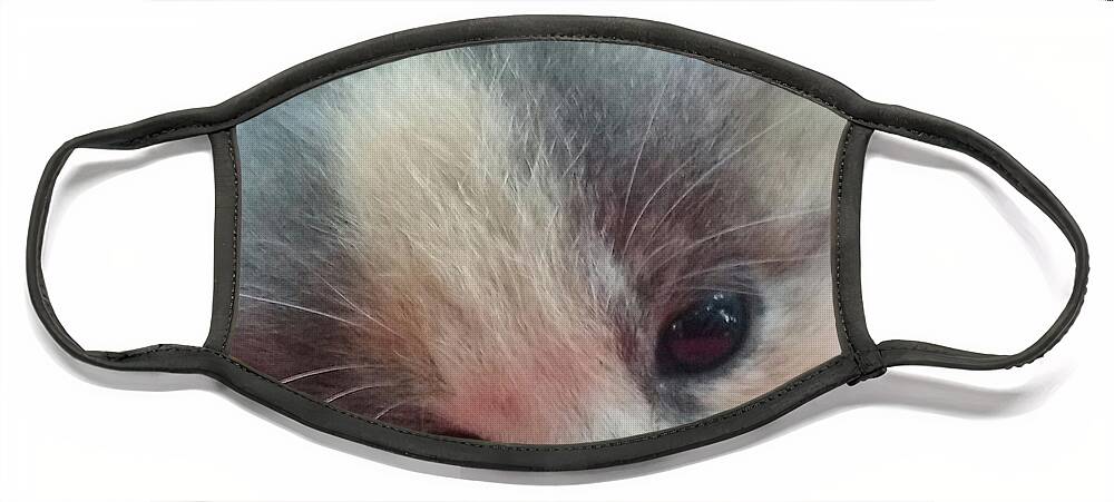 Soft Calico Kitten Face Mask featuring the photograph Soft Calico Kitten by Seaux-N-Seau Soileau