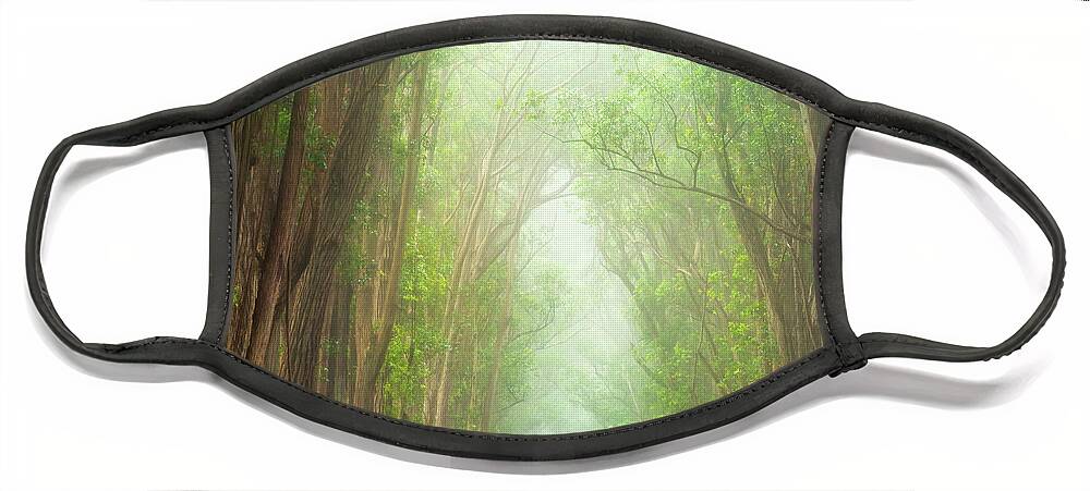Landscape Face Mask featuring the photograph Soft Forest Light by Christopher Johnson