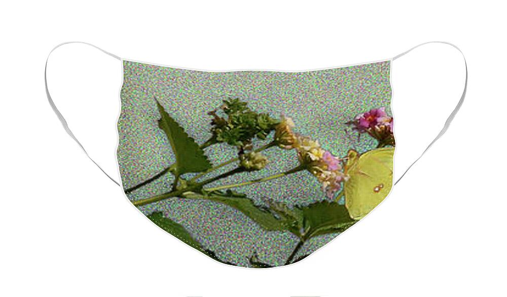 Southern Dogface Butterfly Face Mask featuring the photograph Southern Dogface Butterfly Feasting on December Lantanas Austin Texas v1 Panorama by Felipe Adan Lerma