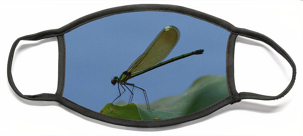 Damselfly Face Mask featuring the photograph Sparkling Jewelwing #2 by Paul Rebmann