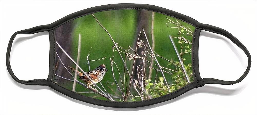 Wildlife Face Mask featuring the photograph Sparrow On A Branch by John Benedict