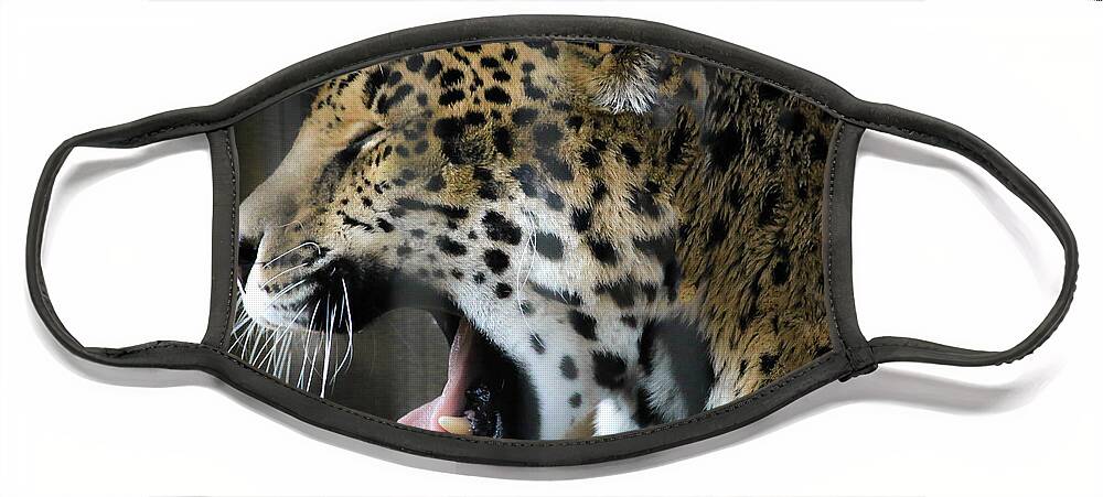 Spotted Jaguar Face Mask featuring the photograph Spotted Jaguar Memphis Zoo by Veronica Batterson